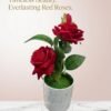 WhatsApp Image 2026-06-13 at 1.57.07 AM Forever Blossom Luxury Red Rose POT